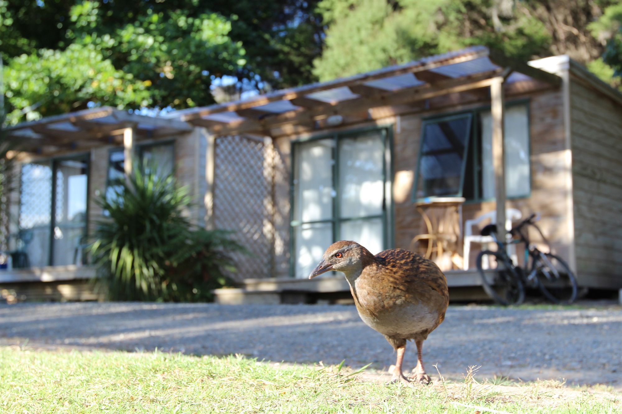Russell-Orongo Bay Holiday Park Esterno foto